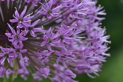 Close-up of purple flowers blooming outdoors