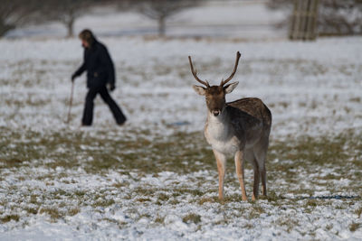 Deer standing on land during winter