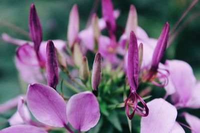 Close-up of pink flower