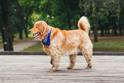 Dog standing on footpath