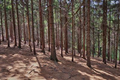 Trees growing in forest
