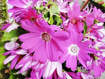 Close-up of pink flowers blooming outdoors