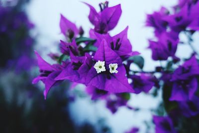 Close-up of purple flowers