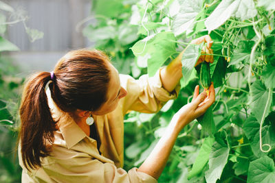 A woman harvests cucumbers in a greenhouse. your own farming as a summer hobby