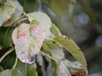 Close-up of raindrops on leaves
