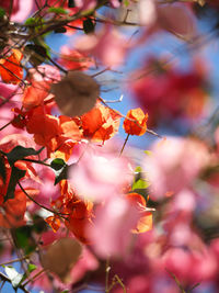 Low angle view of pink flowers on tree