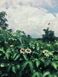 Low angle view of fresh green plants against sky