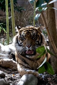 Close-up of tiger in forest