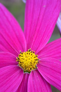 Close-up of pink flower