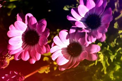 Close-up of pink flowering plants