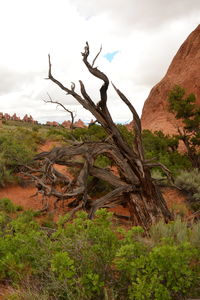 View of trees on landscape against cloudy sky