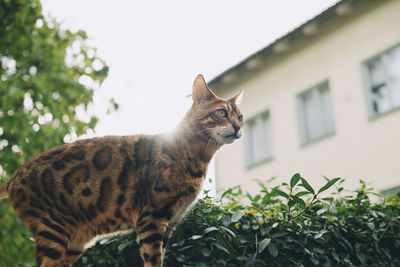 Low angle view of a cat