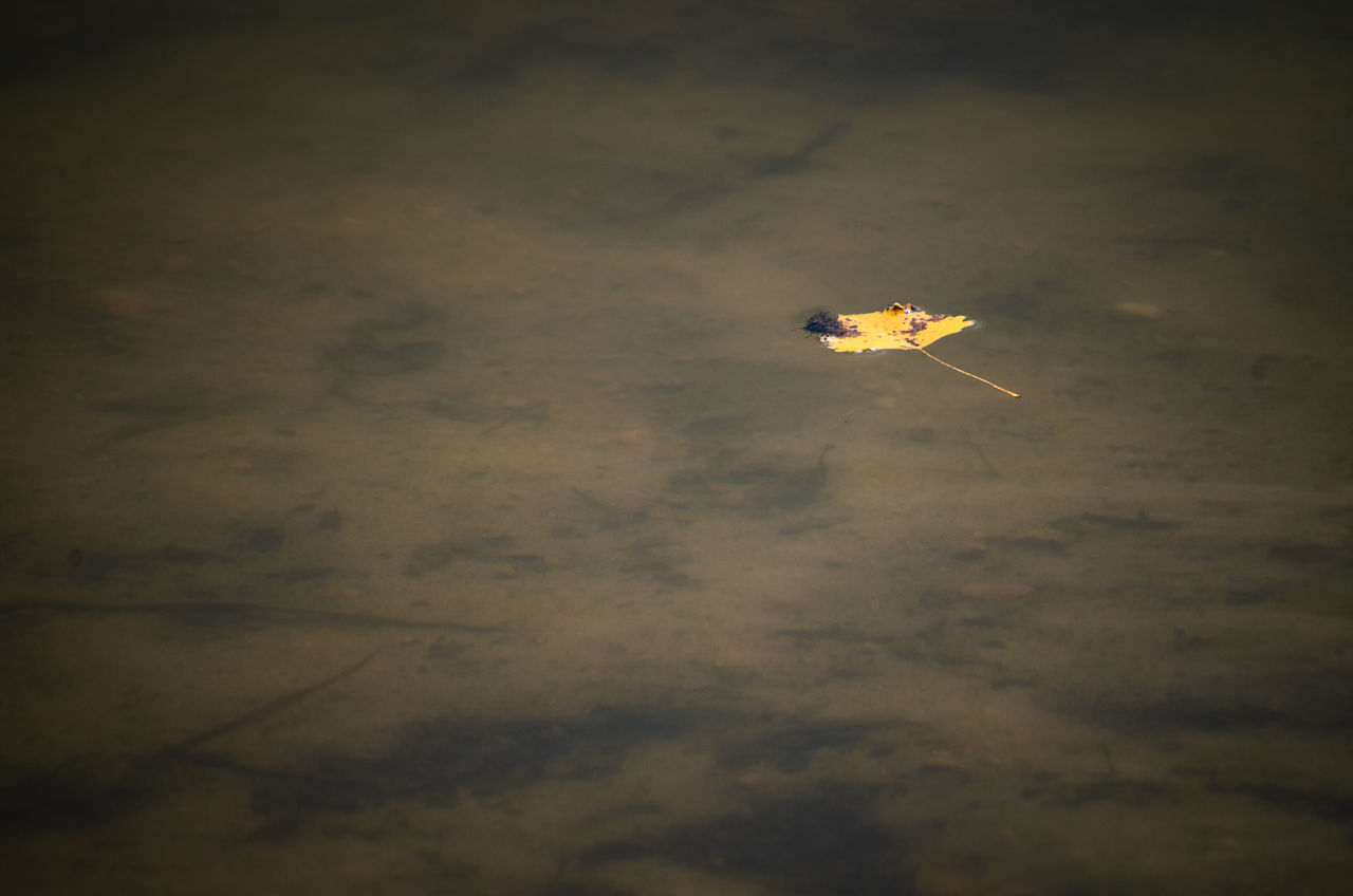 HIGH ANGLE VIEW OF PEOPLE ON WATER