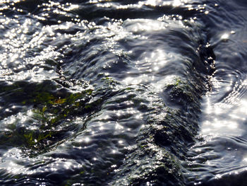 Reflection of trees in water