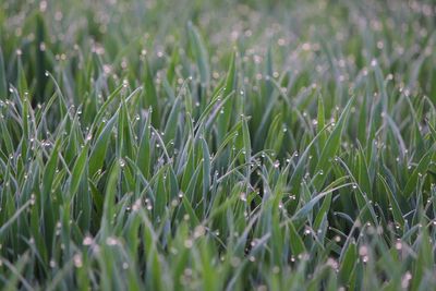 Close-up of plant growing on field