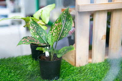 Close-up of potted plant in yard