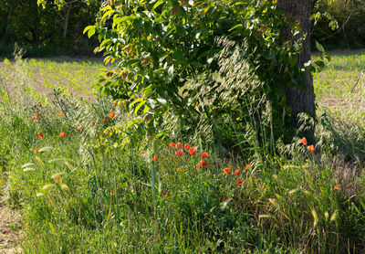 Flowering plants and trees on field
