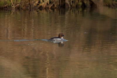 Ducks swimming in lake