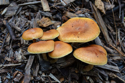 Close-up of mushrooms growing on field