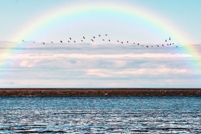 Birds flying in the sky