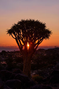 Tree against sky during sunset