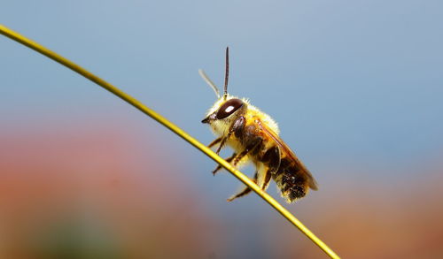 Close-up of bee