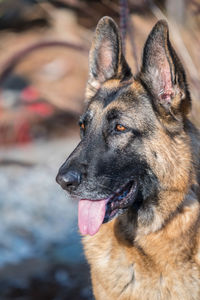 Close-up of dog looking away