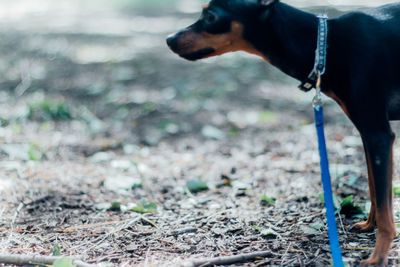 Dog relaxing outdoors