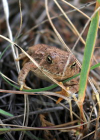 Close-up of frog on land