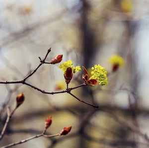 Close-up of red flowering plant