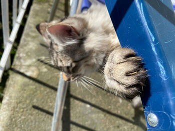 High angle view of a cat