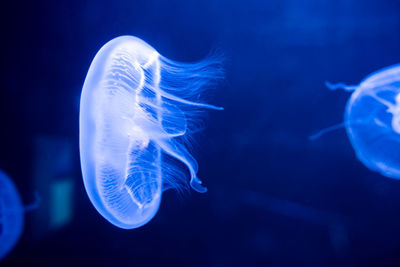 Jellyfish in sea