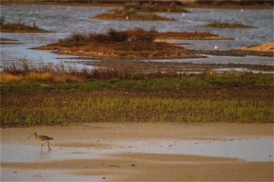 Bird on shore