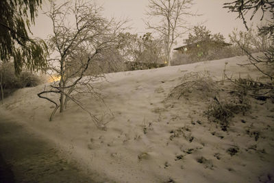 Bare trees in winter