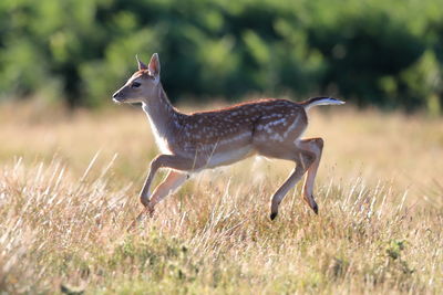 Bambi playing in the field