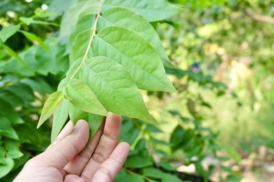 Close-up of hand holding leaves