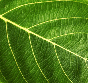 Macro shot of leaf