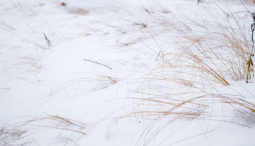 Close-up of snow on land