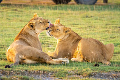 Two lionesses lick each other by jeep