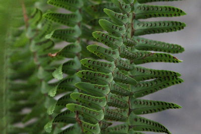 Close-up of fern leaves