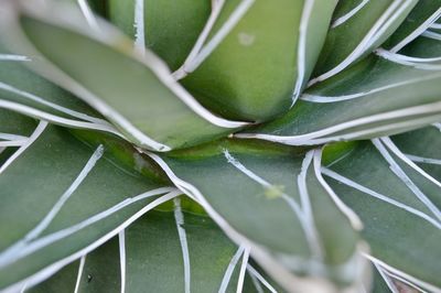 Full frame shot of succulent plant