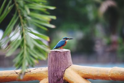 Close-up of bird perching on wood