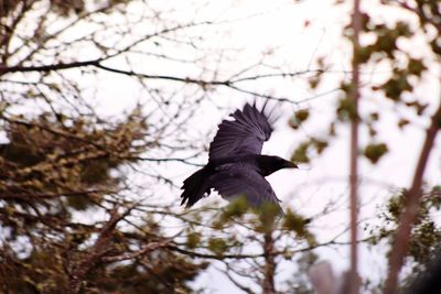 Low angle view of birds perching on branch