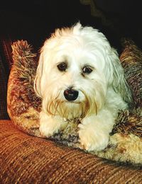 Portrait of dog relaxing at home