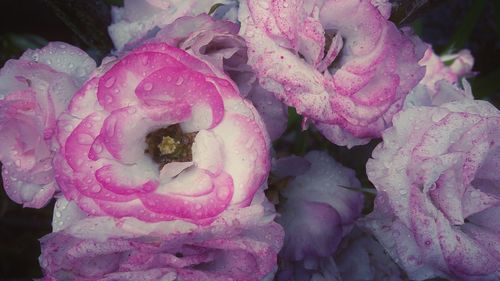 Close-up of pink flowers