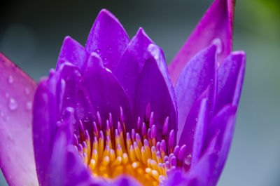 Close-up of pink flower