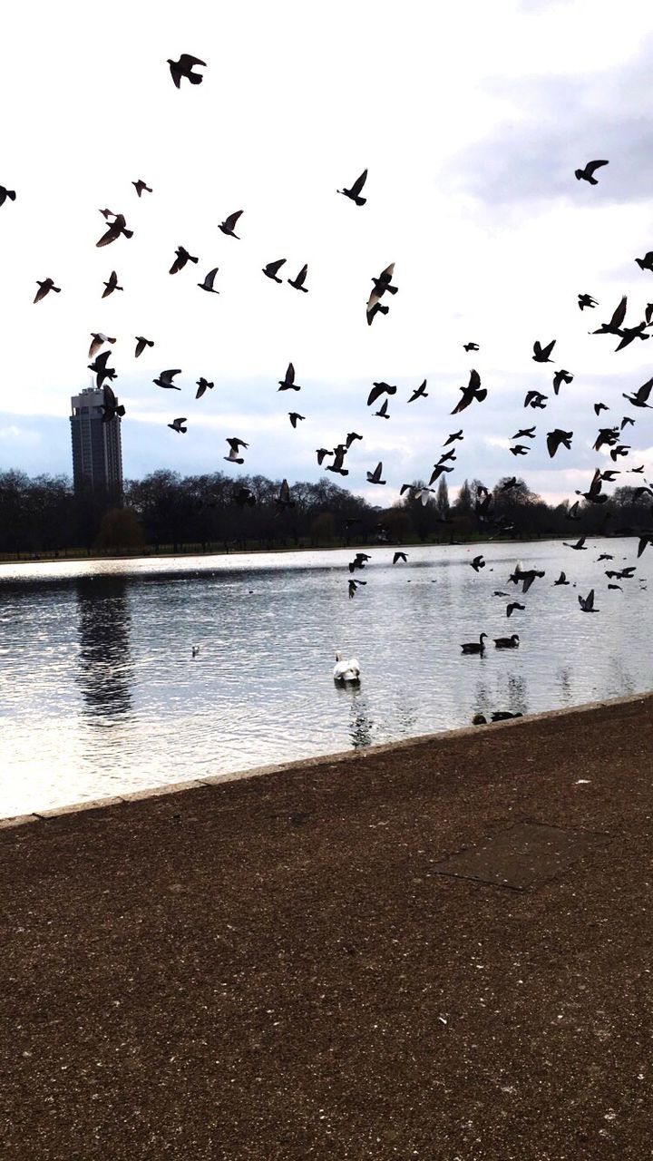 bird, animals in the wild, animal themes, wildlife, flying, water, flock of birds, seagull, sky, building exterior, built structure, spread wings, architecture, river, medium group of animals, nature, mid-air, sea, lake