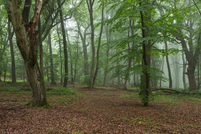 Summer morning landscape of the foggy forest