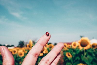 Close-up of hand holding leaf against sky