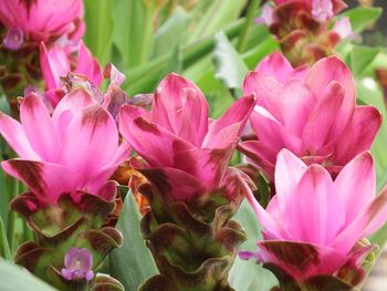 Close-up of pink flowers blooming outdoors